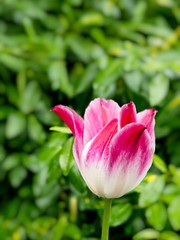 Fototapeta premium Pink tulips