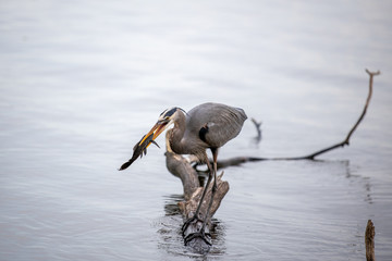 Great blue heron Eating 01