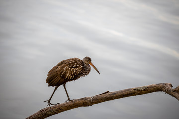 Limpkin 02