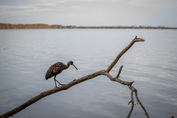 Limpkin 01