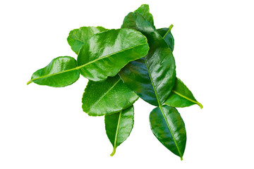 group of fresh green Kaffir lime leaves lay flat top view in isolated white background with clipping path