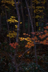 Fototapeta premium 原生林の紅葉。北海道、道東の秋。