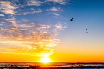 Fototapeta na wymiar Birds Flying in Sky at Sunset at Beach 