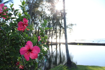 Hawaii Hibiscus