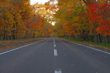 Naklejka premium 紅葉の道。弟子屈町、屈斜路、北海道。