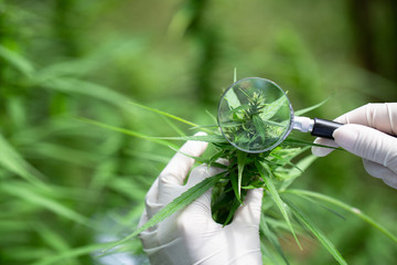 Researchers use a magnifying glass to examine the cannabis tree. The concept of the production of...