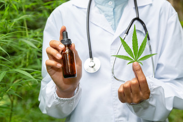 CBD hemp oil. Cannabis leaves are in both hands, researchers or doctors. Alternative medicine concepts Use CBD hemp oil as a treatment. Natural herbs that extract oil for treatment.
