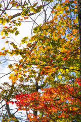 北海道、道東の紅葉。弟子屈町、屈斜路湖畔。