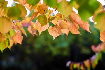 The beautiful autumn leaves scenic