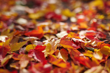 The beautiful autumn leaves scenic