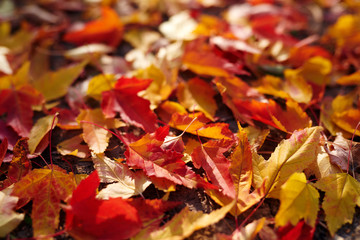 The beautiful autumn leaves scenic