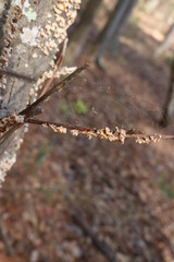 branch of a tree in winter