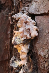 fungus on some tree bark
