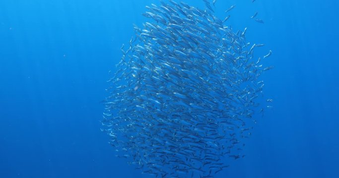 Bait ball of sardines and Mackerel in Magadalena Bay, Baja Califonnia Sur, Mexico.