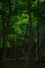 Fototapeta na wymiar 深い森の緑の輝き。北海道の原生林の光と影。