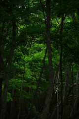 深い森の緑の輝き。北海道の原生林の光と影。