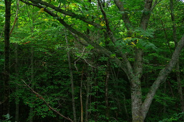 深い森の緑の輝き。北海道の原生林の光と影。