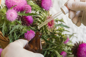 hands with thistle essential oils for alternative medicinal use