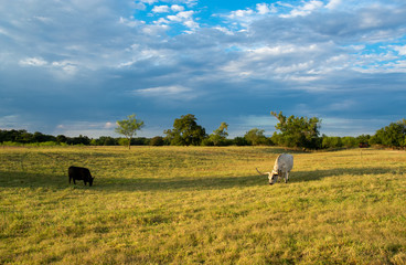 Longhorns on the Ranch