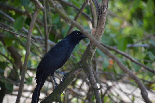 ave zanate en el pnn tayrona