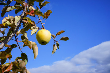 青空に月のような黄色が映える晩秋のりんご、群馬名月