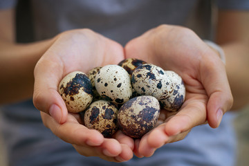 Natural quail eggs in asian woman hands., , Selective focus.