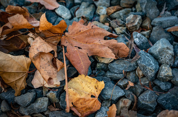 Leaves and rocks