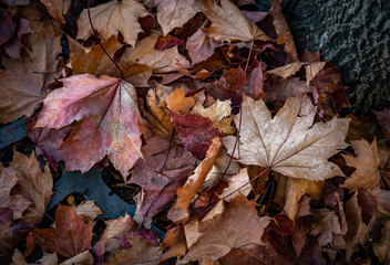 Colorful autumn leaves caught in a storm grate in Grants Pass Oregon