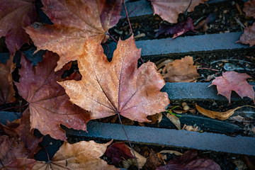 Colorful autumn leaves caught in a storm grate in Grants Pass Oregon