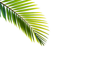Fototapeta na wymiar tropical and coconut leaf isolated on white background, summer background