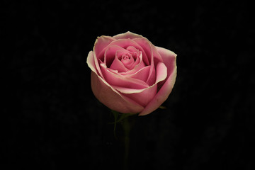 Pink Rose on Black Background