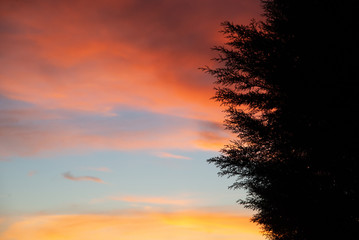 Fototapeta na wymiar Sky at sunset behind pine tree