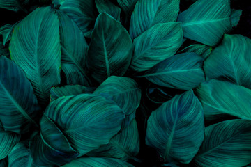 leaves of Spathiphyllum cannifolium, abstract green texture, nature background, tropical leaf