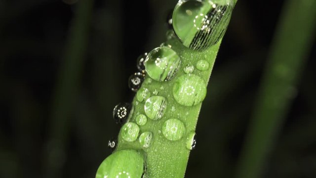 Drops of dew / rain water on blades of grass, close up macro