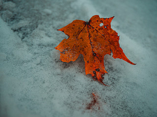 leaf on the ice