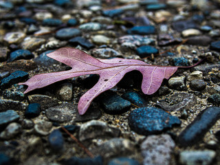 red leaf on pebbles