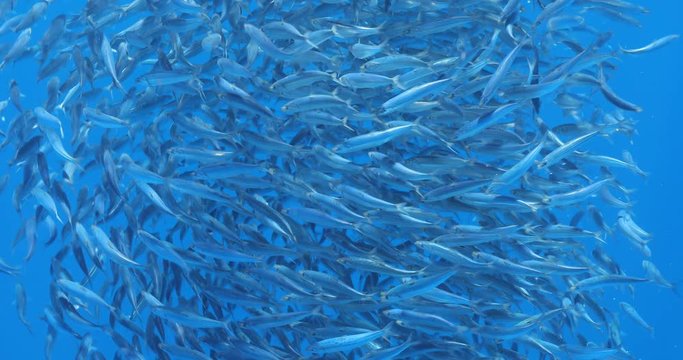 Bait ball of sardines and Mackerel in Magadalena Bay, Baja Califonnia Sur, Mexico.