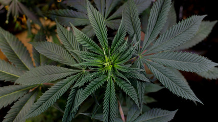 Naklejka na ściany i meble cannabis, cannabis, maryhuana