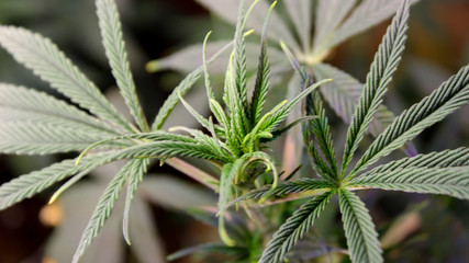 cannabis, cannabis, maryhuana