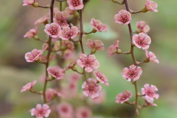 pink red currant flowers in garden