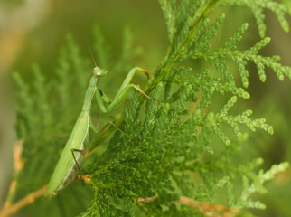 Praying Mantis on a Cedar Branch