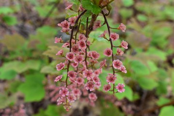 Obraz premium pink red currant flowers in garden