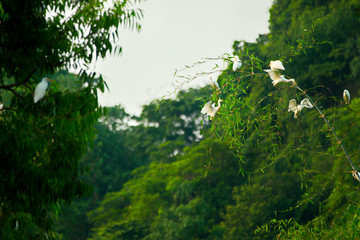 White Storks in Thung Nham Natural Reserve, Ninh Binh, Vietnam