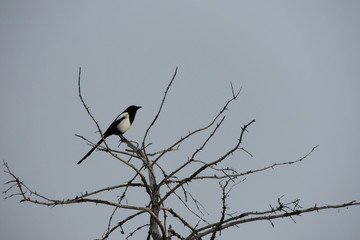 Pájaro negro sobre árbol seco y fondo gris azulado