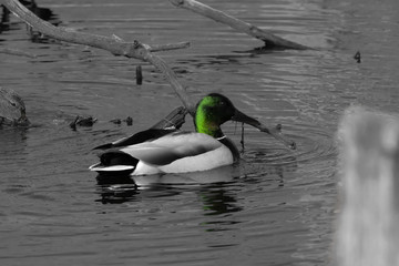 black & white Duck with spot of color