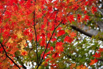 終わり頃紅葉