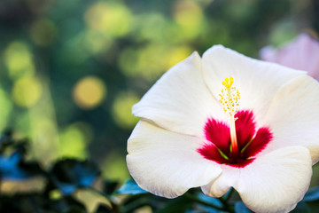 Hibiskusblüte weiß © mali80