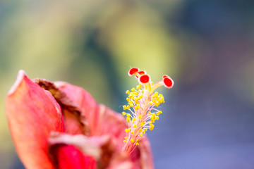 Hibiskusblüte © mali80