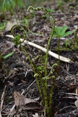 Ferns sprouting from the ground in spring