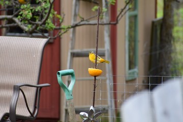 Yellow bird on a fence post